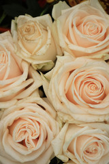Pale pink roses