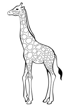 Giraffe black white isolated illustration vector
