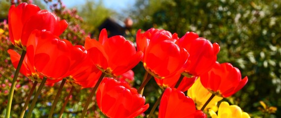 Fototapeta na wymiar Tulpen im Garten