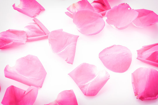 pink rose petal
