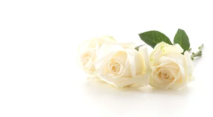 Photo sur Plexiglas Roses rose blanche