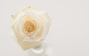 white rose