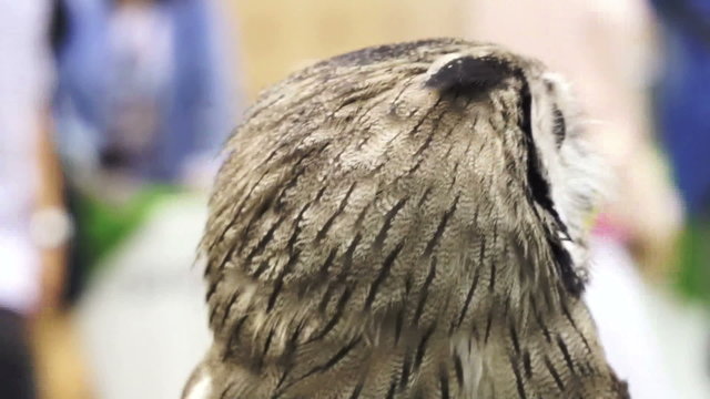 Close up shot of Small Northern white-faced owl. Beautiful yellow shiny eyes and grey feathers