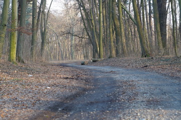 Jesienią droga w lesie © klumb