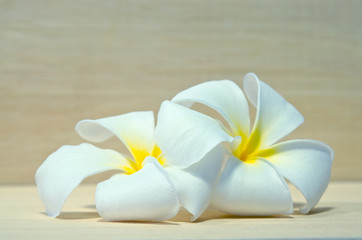 White Plumeria flower on wooden board background