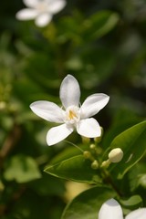 Obraz na płótnie Canvas Inda white flower in garden