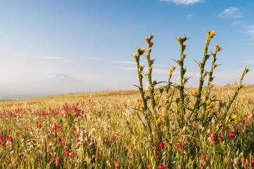 A plant of yellow marian cardoon and sulla flowers in the fields of the Catania plain, Sicily, and...
