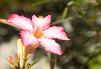 pink Plumeria flowers