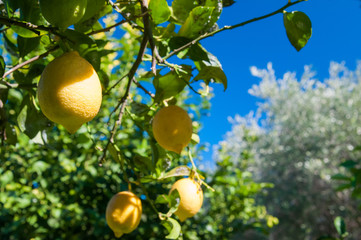 Lemon fruits on tree during picking time