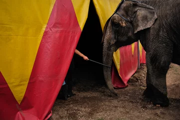Crédence de cuisine en verre imprimé Éléphant Éléphant dans un cirque