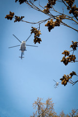Helicopters flying over trees