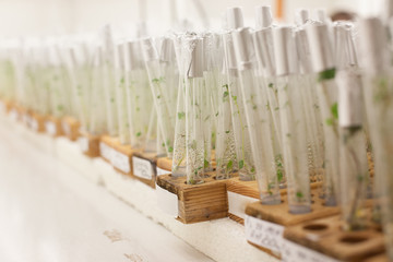 Seedlings in vials