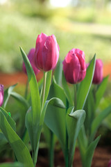 Purple tulip flower in garden.