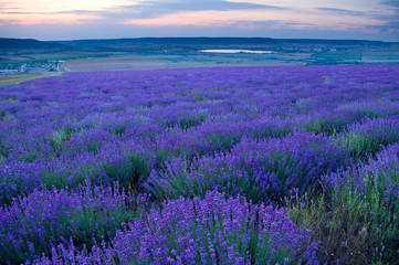 Obraz na płótnie Canvas Summer meadow of lavender at sunset