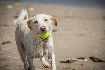 Dog fetching a ball from the sea - 103990639