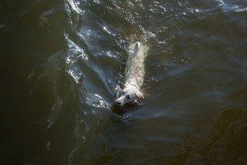Obraz premium Dog fetching a ball from the sea