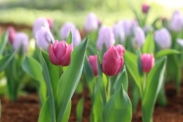 Naklejka premium Purple tulip flower in garden.