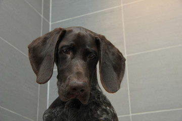 German shorthaired pointer in a bathtub