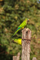 Carnauba