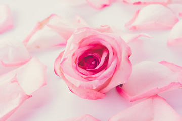 pink and white rose with petal