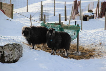 Animals on a winter day in the Faroe Islands 