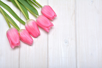 Pink tulips on the white background