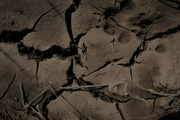 Cracked mud