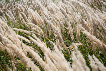 Fied grass at sunset