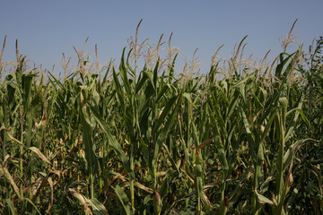 Corn field