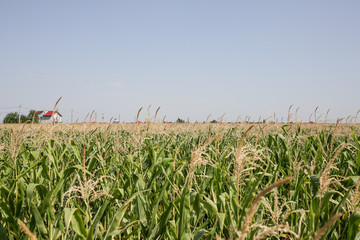 Corn field