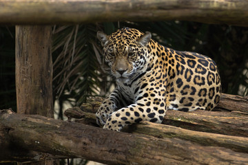 Fototapeta na wymiar Jaguars in Captivity