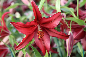 Red lily flower in garden.
