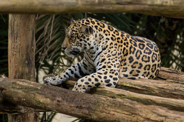 Fototapeta premium Jaguars in Captivity