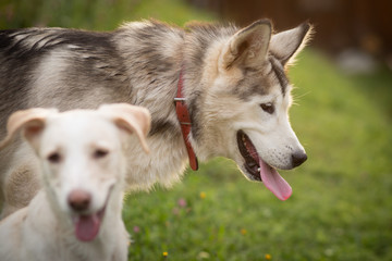 Alaskan Malamute and other dog