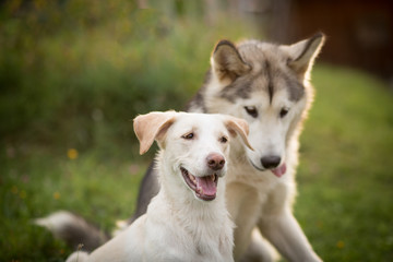 Alaskan Malamute and other dog