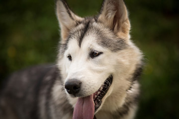 Alaskan Malamute
