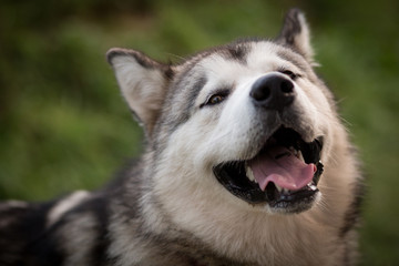 Alaskan Malamute