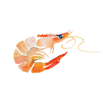 Watercolor shrimp.