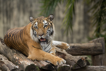 tiger in captivity
