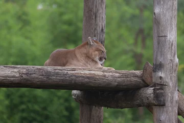 Abwaschbare Fototapete Puma Puma in Gefangenschaft