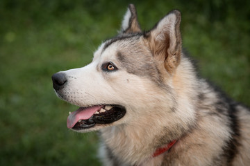 Alaskan Malamute