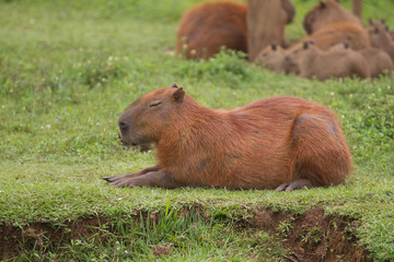 Capybara in Zoo