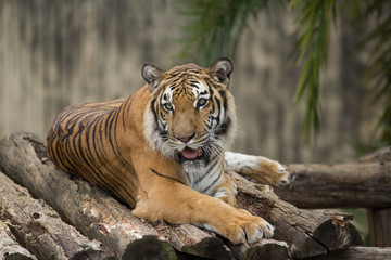 Fototapeta na wymiar tiger in captivity