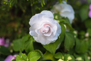 アスピリンローズ