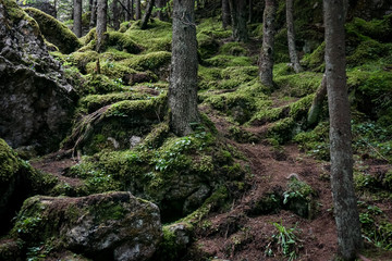 Trees and moss in a forrest - 103994644