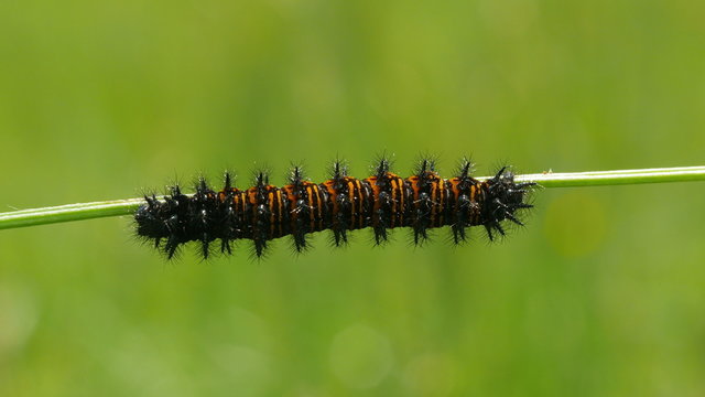 4K Baltimore Checkerspot (Euphydryas phaeton) - Caterpillar 1