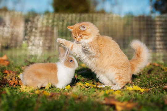 Funny red cat playing with a little dwarf rabbit