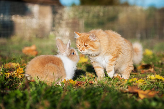 Little dwarf rabbit sniffing with a cat