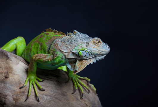Beautiful green iguana sits on a tree