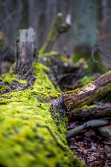 Mit Moos bewachsener Baumstamm